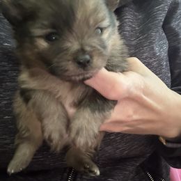 Clover - Tri-colored Pomeranian puppy in Somerset, Kentucky from Perez Pomeranians