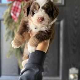 Everest - male Australian Mountain Doodle puppy in Inola, Oklahoma from Blue Stem Companions