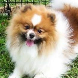Emmy - Pomeranian