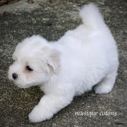 Yellow Sunshine - White female Coton de Tulear puppy in Knoxville, Tennessee from Musique Cotons
