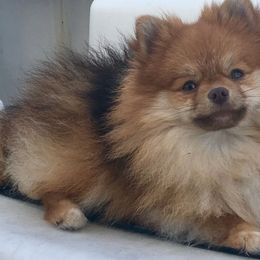 Ziti - Pomeranian