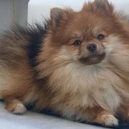 Ziti - Pomeranian