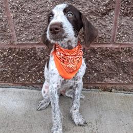 Boy 4 - Liver and white male German Wirehaired Pointer puppy in Potosi, Wisconsin from Point and Flush Gun Dogs