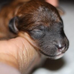 Cruz - Chocolate male Goldendoodle puppy in Forney, Texas from Diamond Doodle Pups and Poodles
