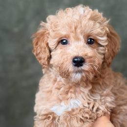 Patrick - Apricot male Goldendoodle puppy in Sacramento, California from GoldenDoodle Love