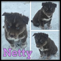 Netty - Red and white female Siberian Husky puppy in Wheeler, Michigan from Haase Family Kennels