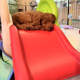 Cavapoo Puppies from Patriot Pups Cavapoos
