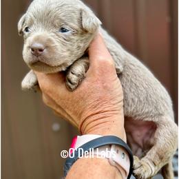 Rose - Chocolate female Labrador Retriever puppy in Sullivan, Missouri from O’Dell Labs
