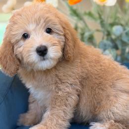 Peter barker - Red male Bernedoodle puppy in Yuciapa, California from AlltheDoodlez_