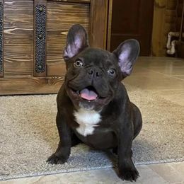 Godiva  - French Bulldog