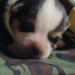 Camo bandana boy - Black and tan male Pembroke Welsh Corgi puppy in Cherokee, Oklahoma from MCS Farms-OK