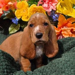 Ms. Lincoln - Mahogany and white female Basset Hound puppy in Big Rapids, Michigan from Basket Hound Bassets