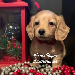Dachshund Puppies from Karas Royal Dachshunds