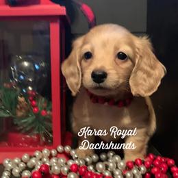 Dachshund Puppies from Karas Royal Dachshunds