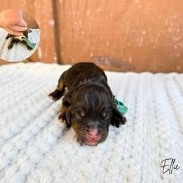 Ellie - Phantom female Bernedoodle puppy in Wamego, Kansas from Doodles of Oz