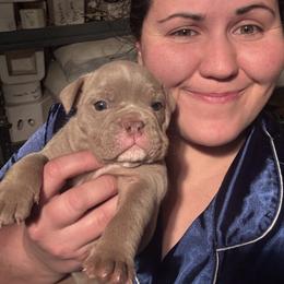 Aussiedoodle, Bulldog, Miniature Australian Shepherd, Poodle, and Toy Australian Shepherd Puppies from Mowry Creek Mini Aussiedoodles and More