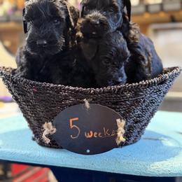 Pick female - Black female Giant Schnauzer puppy in Bois D’arc, Missouri from Down Low Kennels