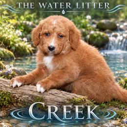 Creek - White female Bernedoodle puppy in Westminster, South Carolina from Goldendoodlepuppiessc