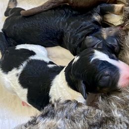 Poodle Puppies from Lenca Kennels