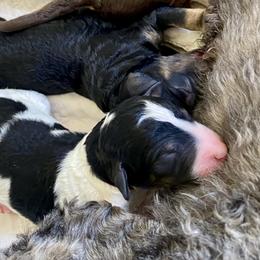 Poodle Puppies from Lenca Kennels
