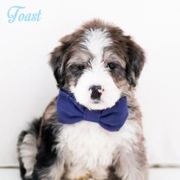 Toast - Blue merle male Bernedoodle puppy in Diamond Bar, California from Furrytaildoodles