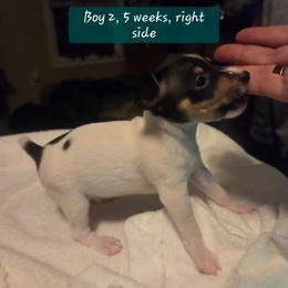 BEE'EM SEA ROMEO - White black and tan male Toy Fox Terrier puppy in Conway, South Carolina from Bee'Em Sea Kennel