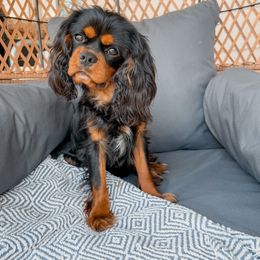 Porter - Cavalier King Charles Spaniel