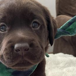 Labrador Retrievers from Lee Labradors