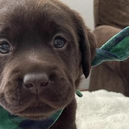 Labrador Retrievers from Lee Labradors