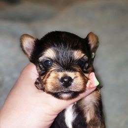 Boy 1 - Black and tan male Yorkshire Terrier puppy in Thornville, Ohio from My precious yorkies