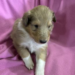 Mysti - Sable and white female Collie puppy in Bad Axe, Michigan from Collie Campo