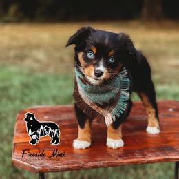 Miniature Australian Shepherd and Toy Australian Shepherd Puppies from Fireside Toy & Mini Aussies