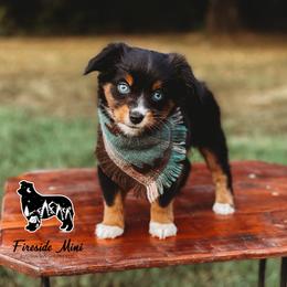 Miniature Australian Shepherd and Toy Australian Shepherd Puppies from Fireside Toy & Mini Aussies