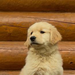 Abe - Golden male Golden Retriever puppy in North Pole, Alaska from Mulberry Retrievers