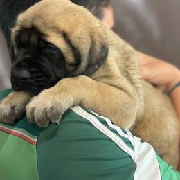 Girl 6 - Fawn female Mastiff puppy in Monterrey from Huereca Mastiff