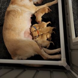 Labrador Retriever Puppies from Melissa's Labradors