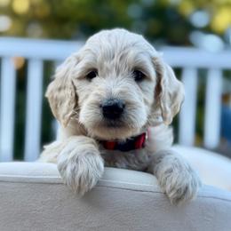 Dudley - Apricot male Goldendoodle puppy in Rainier, Oregon from Beaver Springs Puppies