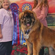 Griselda - Leonberger