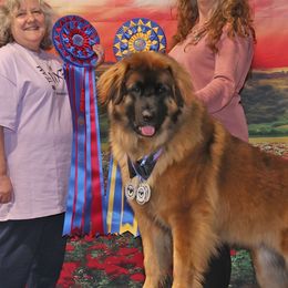 Griselda - Leonberger