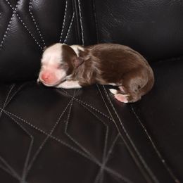 Blue-Eyed Red Tri Male - Red tri male Toy Australian Shepherd puppy in Leighton, Alabama from Isbell Land & Livestock, LLC