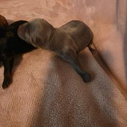 Blue male - Blue male Chihuahua puppy in Clarksville, Indiana from Fabulous little paws