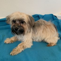 Harley - Havanese