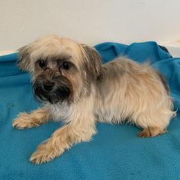 Harley - Havanese