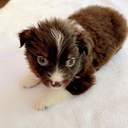 Moose - Red tri male Miniature Australian Shepherd puppy in Dillwyn, Virginia from Sand Creek Toy and Mini aussies