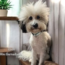 Coco - Bernedoodle
