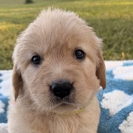 Team Brazil - Yellow Collar - Golden female Golden Retriever puppy in Meriden, Kansas from Sunkissed Retrievers