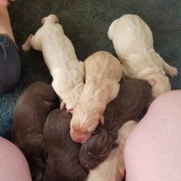 Labrador Retriever Puppies from Copper Creek Outfitters and Kennel