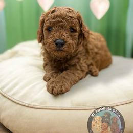 Poodle Puppies from KC Poodles of PA