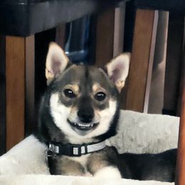 Wolfy Ghost - Shiba Inu