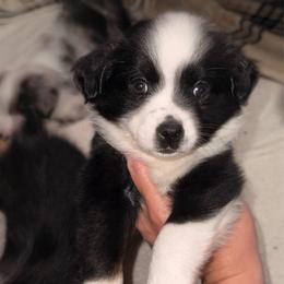 Blue - Black & white male Miniature Australian Shepherd puppy in Bartow, Florida from Peace Creek Aussies